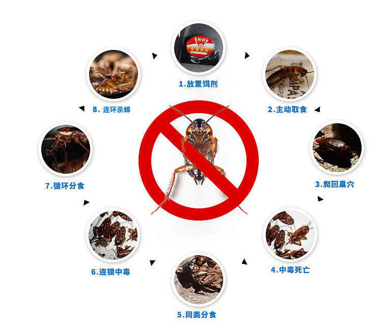 乐竞平台_乐竞（中国）杀蟑饵剂可连环杀蟑